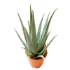 Aloe Vera Potted Plant