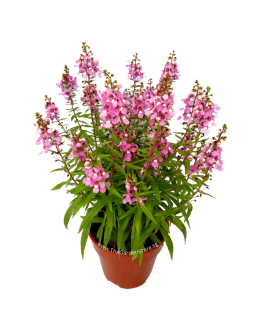 Angelonia 天使花 Potted Plant