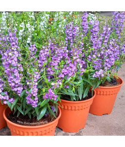 Angelonia 天使花 Potted Plant