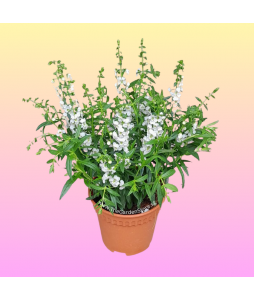 Angelonia 天使花 Potted Plant