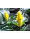 Aphelandra squarrosa Zebra Plant