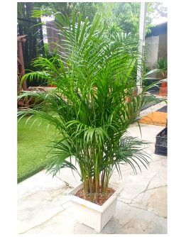 Areca Palm Yellow Palm