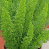 Asparagus Foxtail Fern Potted Plant