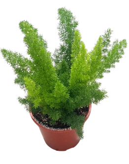 Asparagus Foxtail Fern Potted Plant