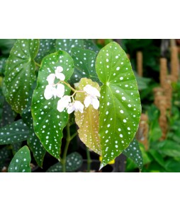 Begonia Maculata Polka dot Plant