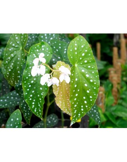 Begonia Maculata Polka dot Plant