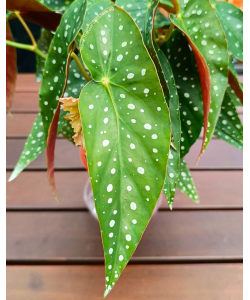 Begonia Maculata Polka dot Plant