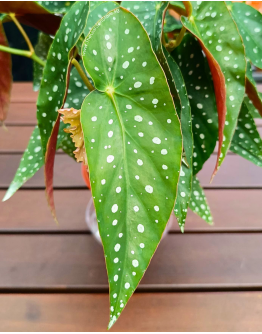 Begonia Maculata Polka dot Plant