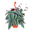 Rex Begonia Vine (Cissus Discolor)