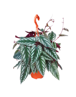 Rex Begonia Vine (Cissus Discolor)