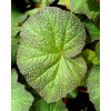 Begonia Boomer 'Art Hodes'