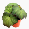 Begonia Boomer 'Art Hodes'