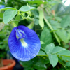 Blue Pea Butterfly Pea Clitoria ternatea Potted Plant