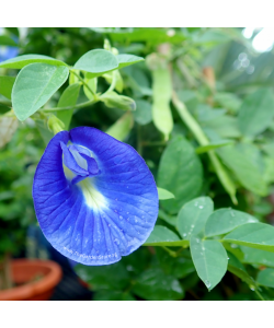 Blue Pea Butterfly Pea Clitoria ternatea Potted Plant