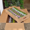 Assorted Mini Succulents