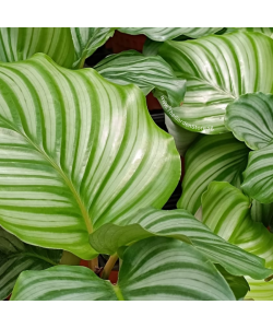 Calathea Orbifolia