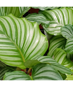 Calathea Orbifolia