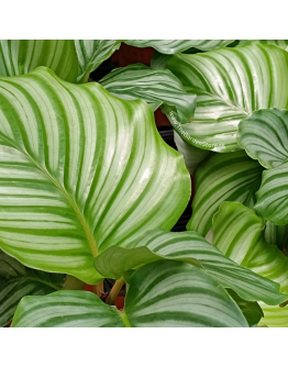 Calathea Orbifolia