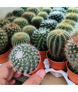 Assorted Mini Cactus