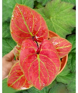 Caladium Hybrid