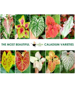 Caladium Hybrid