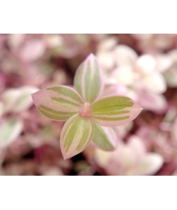 Callisia repens 'Pink Lady'