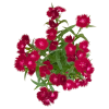 Carnation (Dianthus caryophyllus)