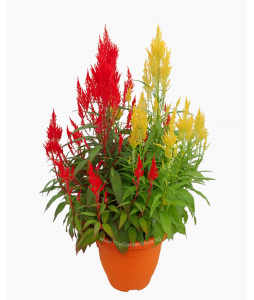 Celosia Phoenix Tail 凤尾 potted CNY Plant