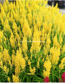 Celosia Phoenix Tail 凤尾 potted CNY Plant