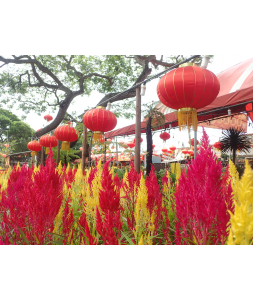 Celosia Phoenix Tail 凤尾 potted CNY Plant