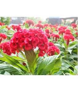 Cockscomb 鸡冠花 Potted CNY Plant