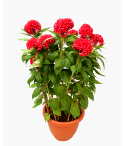 Cockscomb 鸡冠花 Potted CNY Plant