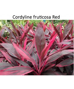 Cordyline fruticosa