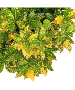 Croton Gold Dust