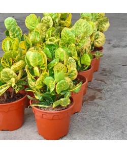 Yellow Croton - Codiaeum variegatum 'Yellow' P150