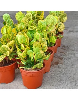 Yellow Croton - Codiaeum variegatum 'Yellow' P150