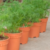 Dill Potted Herbs