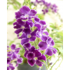 Duranta Purple Flowers with white edge