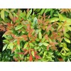 Eugenia Syzygium myrtifolium 红楠木 1-1.2m