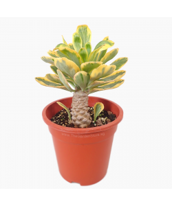 Euphorbia Variegata