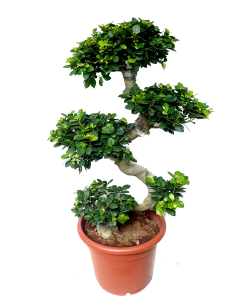 Ficus Microcarpa Bonsai S Shape