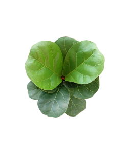 Ficus Lyrata 琴叶榕 Fiddle Leaf Fig
