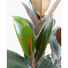 Ficus Elastica Green Rubber Fig One stem