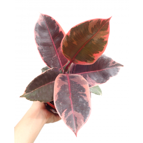 Ficus Elastica Belize Ruby