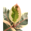 Ficus Elastica Tineke
