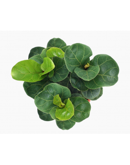 Ficus Lyrata (3 in 1) 