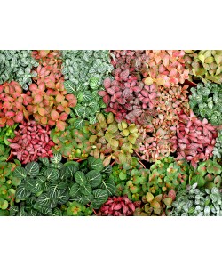 Fittonia Mosaic Plant 网纹草