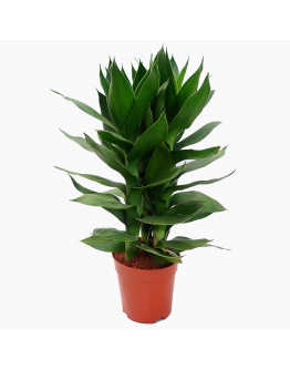 Guan Yin Fortune Bamboo 观音竹 (3 in 1) Potted