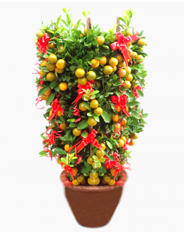 Four Season Lime (Malaysia) FREE Golden Pot Sleeve