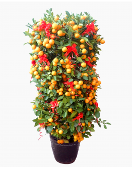 Four Season Orange 四季桔 potted CNY Plant (Free Golden Pot Sleeve)